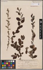 Foto von Salix aurita L.